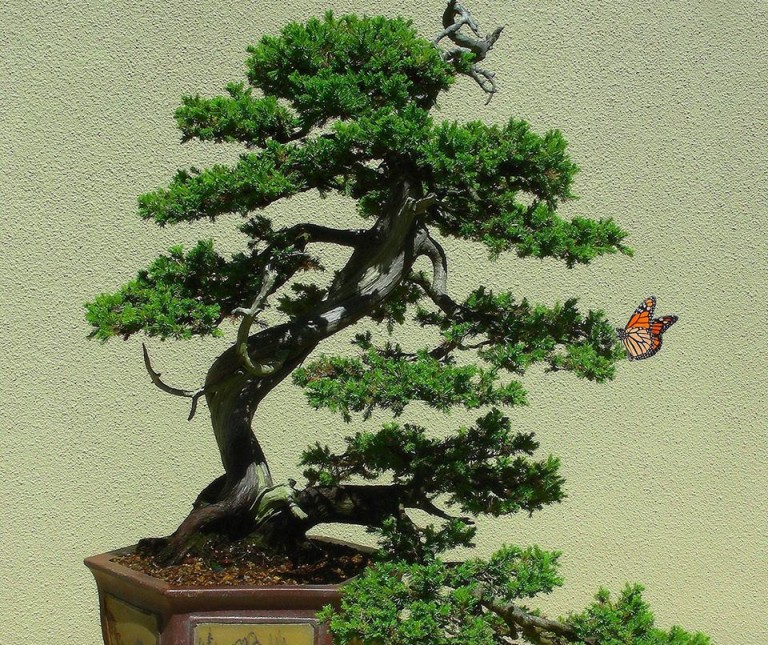Bonsai Basics in person classes at Tucson Botanical Gardens in Fall